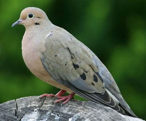 Wild About Texas: Mourning Dove