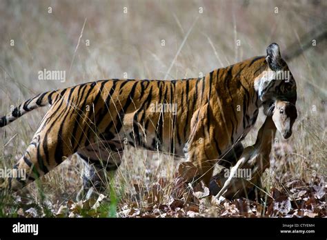 Bengal Tiger with prey a spotted deer in its mouth Stock Photo - Alamy