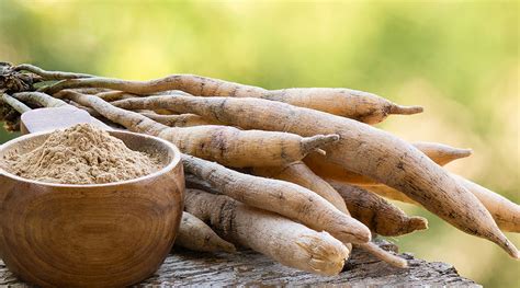 Shatavari: The 'Hundred Root' miracle for female health | SUNDÃRI