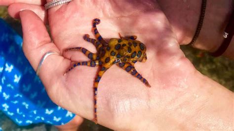 The Blue-Ringed Octopus: Tiny, Adorable, And Deceptively Lethal