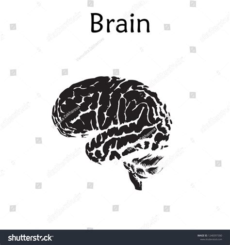 Vektor Stok Human Brain Anatomy Silhouette Vector Illustration (Tanpa ...