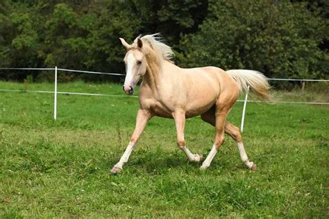 Palomino Horses: History, Fun Facts, Photos and Care - Seriously Equestrian