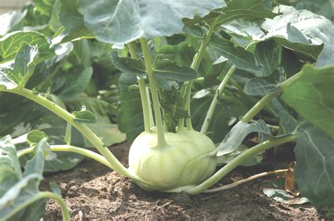 Growing Kohlrabi: How to Plant, Grow, and Harvest Kohlrabi | The Old ...