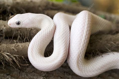 Leucistic Texas Rat Snake - Stock Image - Z785/0363 - Science Photo Library