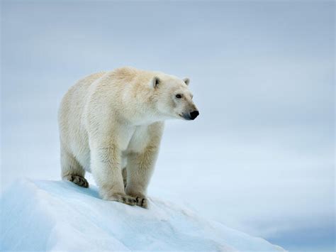 Polar Bear | Species | WWF