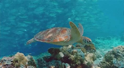 Sea Turtle BBCEarth GIF - SeaTurtle BBCEarth Ocean - Discover & Share GIFs