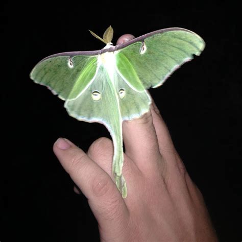 Luna Moth – Fishers Island Conservancy