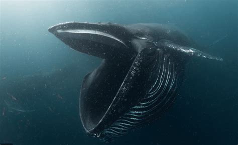 Man swallowed by humpback whale, tips so this doesn't happen to you