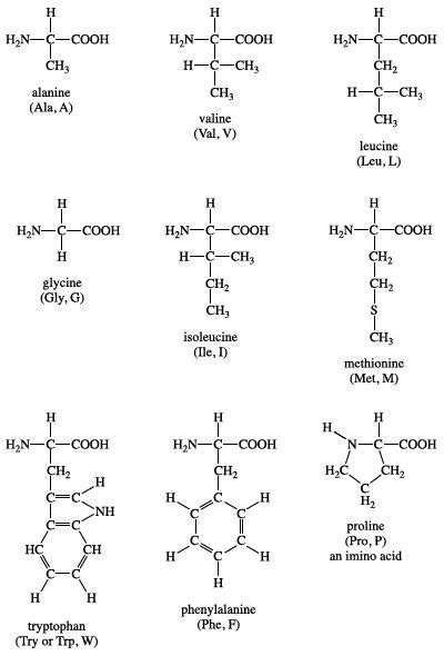 Basic Amino Acid Structure