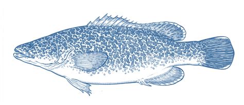 Murray Cod - GoodFish Australia's Sustainable Seafood Guide