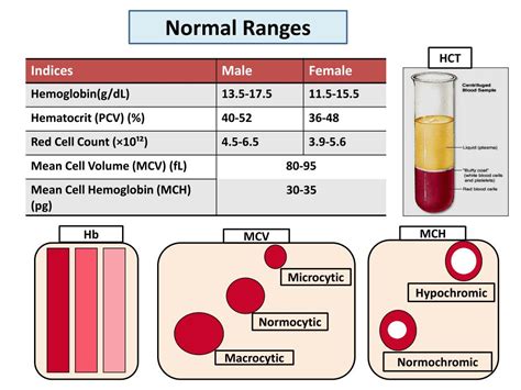 Understanding Hematocrit Levels: Causes, Symptoms, and Implications