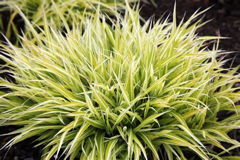 Japanese Forest Grass: Plant Care & Growing Guide | Ornamental grasses ...