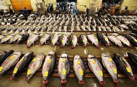 Should Pacific Bluefin Tuna Be Listed As An Endangered Species? : The ...