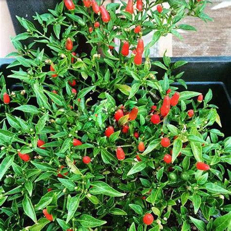 Thai Sun Hot Pepper Capsicum Annuum Ornamental Chili Seeds — Jack Seeds