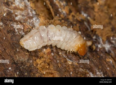 Lesser Stag Beetle larvae on dead wood Stock Photo - Alamy