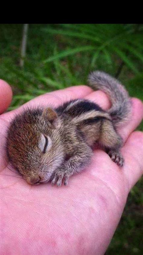 Baby chipmunk | Cute Animal Pics | Pinterest