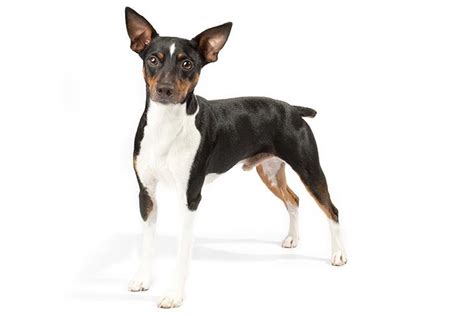 Rat Terrier Dog Breed Information