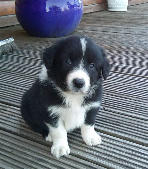 Border collie puppies | in Okehampton, Devon | Gumtree