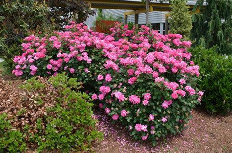 What Roses Need | What Grows There :: Hugh Conlon, Horticulturalist ...