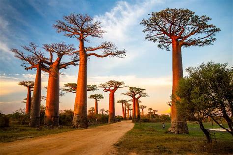 10 Interesting Trees Native to Madagascar - A-Z Animals