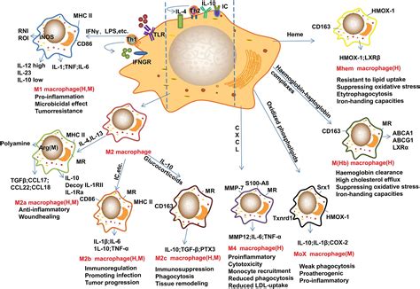 Macrophage H