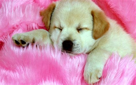 Cute Dog Puppy Sleep