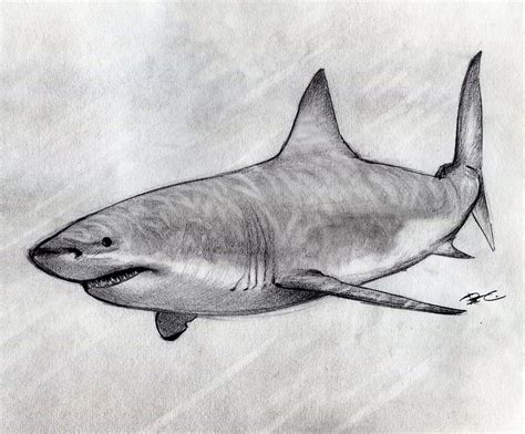 Great White Shark sketch | Rob Alicea | Flickr