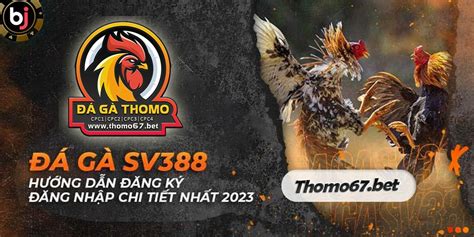 THOMO888 | Xem Đá Gà Trực Tiếp | Độc Quyền Đá Gà Thomo