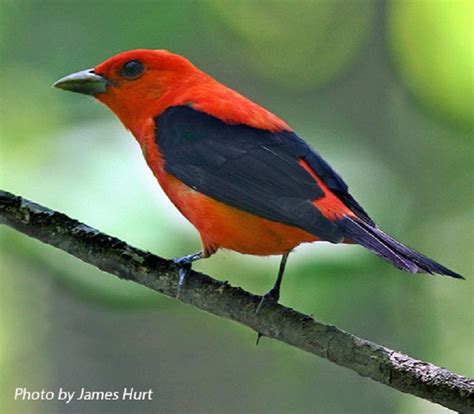 Scarlet Tanager | State of Tennessee, Wildlife Resources Agency