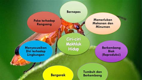 Ppt Klasifikasi Makhluk Hidup Kelas Materisekolah Github Io | The Best ...