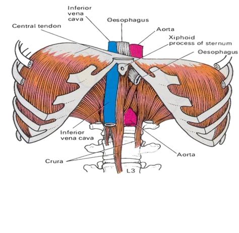 Diaphragm