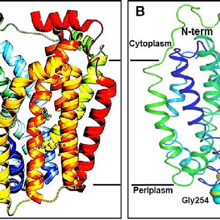 (A) Structure of the lactose permease in an inward-open conformation ...