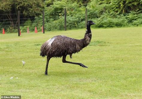 Flightless Bird, Ostriches, Farm Heroes, Ethel, Emu, Running Away ...