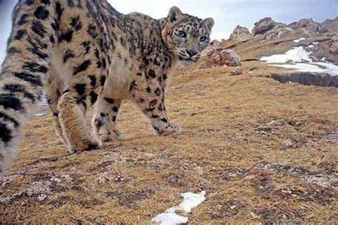 Animals on Tibetan Plateau--Flagship Species of Tibet