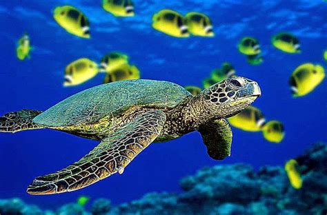 Animal Turtle Wallpapers Hd Desktop | Background Wallpaper Gallery