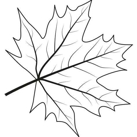 Maple leaf. Outline illustration of maple leaf 14059341 PNG