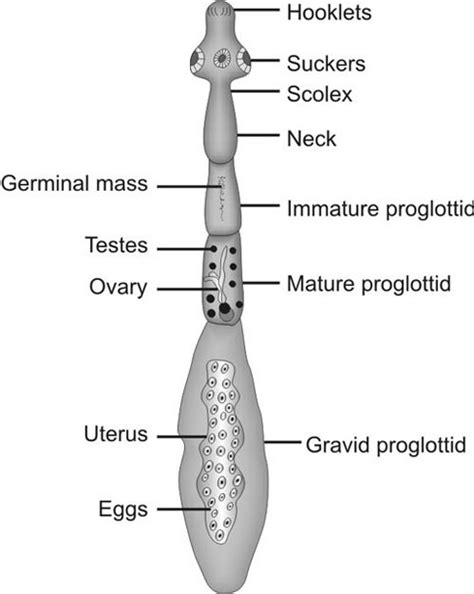 Echinococcus Granulosus Labeled