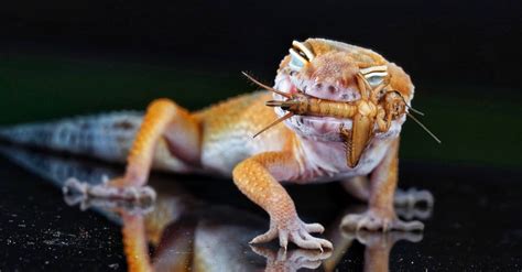 What Do Geckos Eat? 15 Foods in their Diet! - AZ Animals