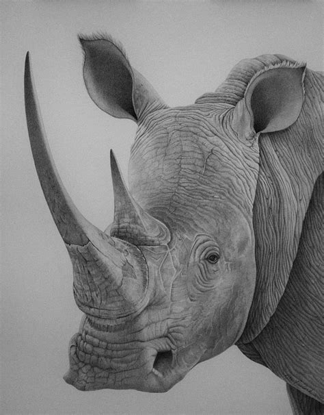 Rhino Drawing by Rita Niblock - Pixels