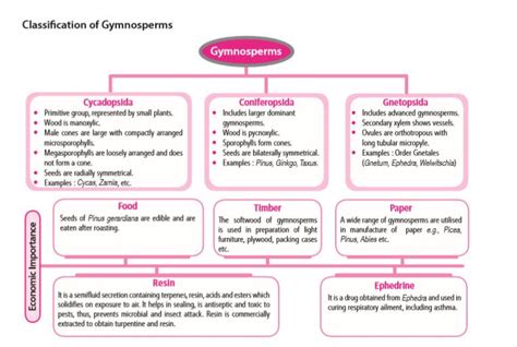 Classification of Gymnosperms | Biology lessons, Biology notes ...