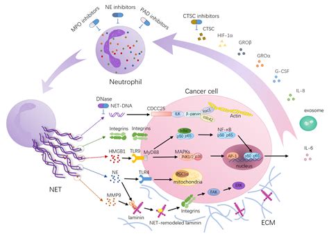 Cancers | Free Full-Text | Neutrophil Extracellular Traps in Tumor ...