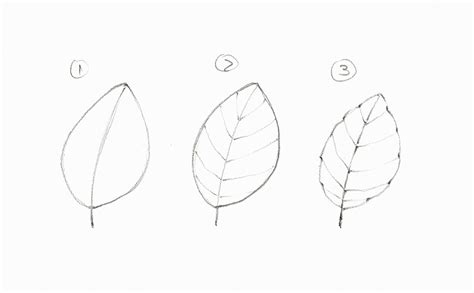 How to draw realistic leaves – ReFine Art Blog