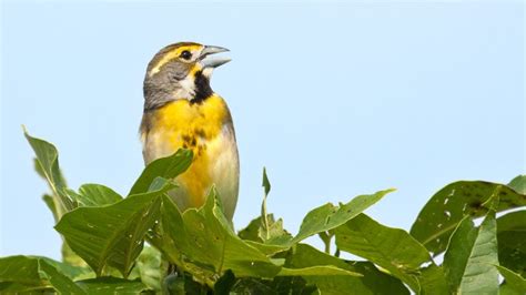 Dickcissel Bird Facts - Nesting, Mating Rituals, And Range - SongbirdHub