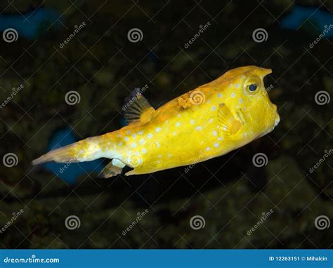 Yellow fish stock image. Image of diet, aquarium, ocean - 12263151