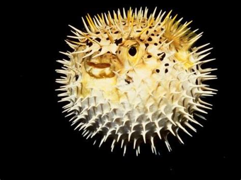 10 Interesting Puffer Fish Facts | My Interesting Facts