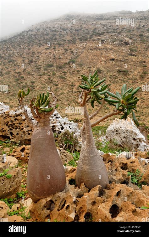 Socotra Desert Rose or Bottle Tree adenium obesum sokotranum Homhil ...