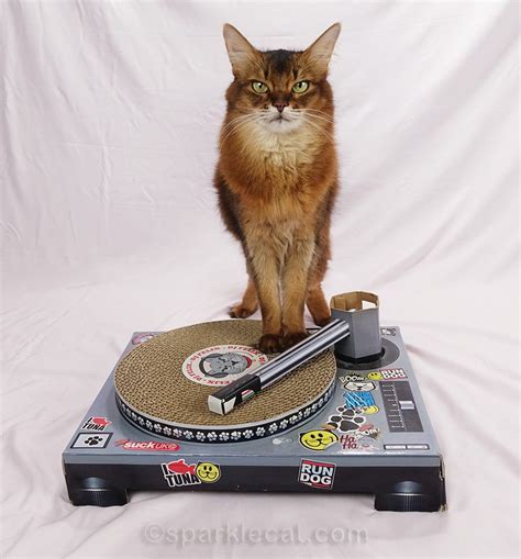 DJ Kitty Style | LaptrinhX / News