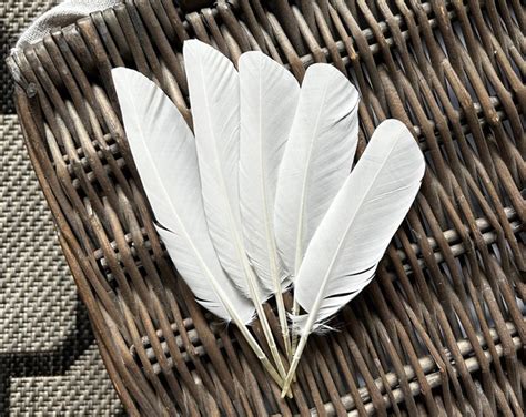 White Dove Feathers naturally Shed Cruelty Free - Etsy