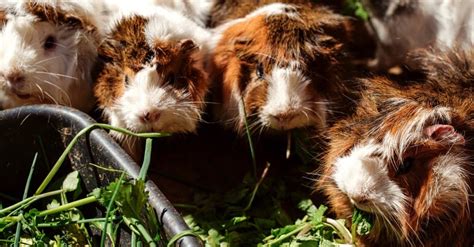 7 Best Places to Adopt Guinea Pigs - A-Z Animals