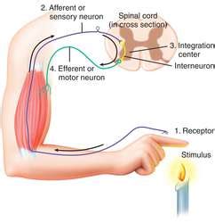 Reflex arc | definition of reflex arc by Medical dictionary